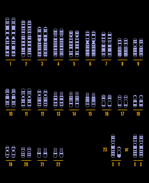 Human Karyotype