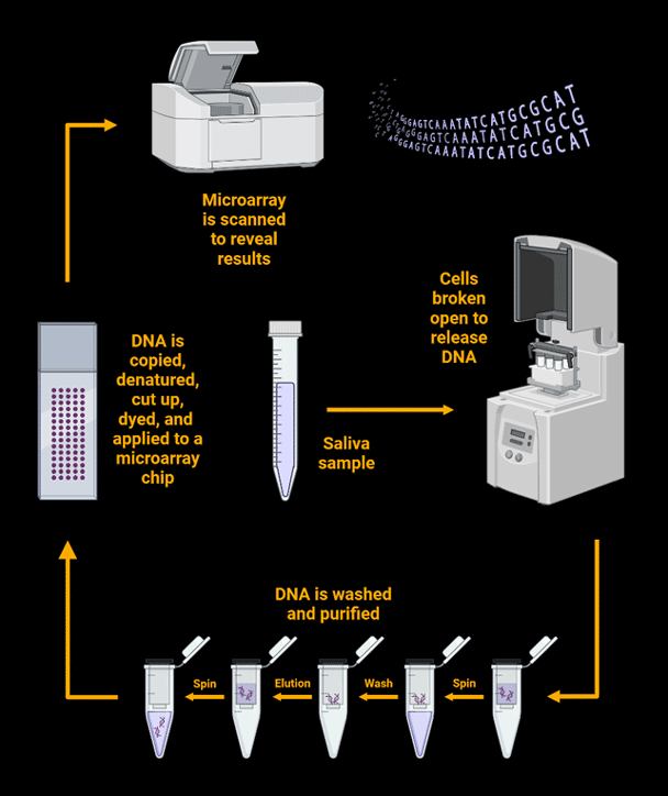 DNA Testing Process